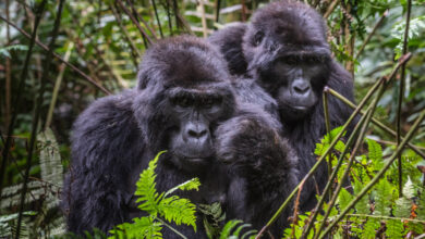 Higher maximum temperature increases drinking frequency in mountain gorillas (Gorilla beringei beringei) - Increased by that?