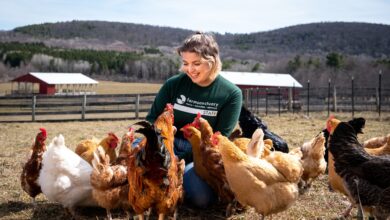 Honor the chickens at Farm Sanctuary