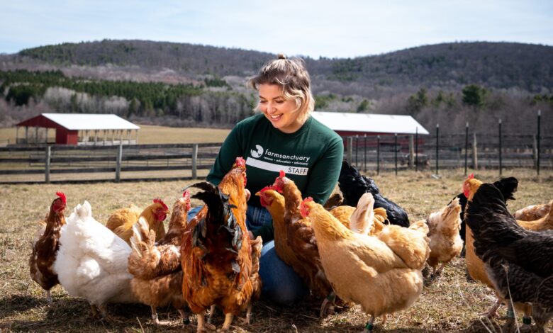 Honor the chickens at Farm Sanctuary