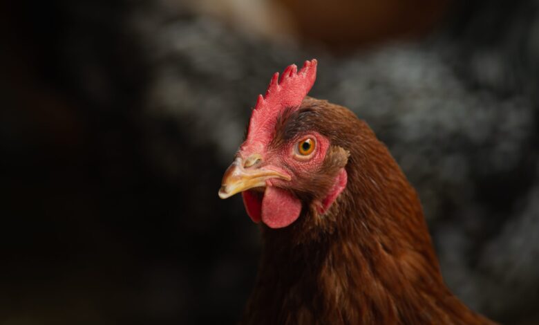 Considering the chickens in the backyard?  Ask these 5 important questions first