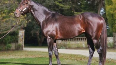 Five major Stud farms are vying for Rebel Dane