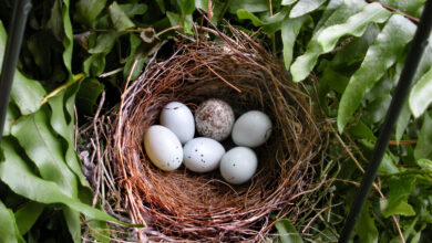 Birds are laying eggs earlier, and it's because of climate change - Are you excited about that?