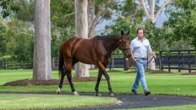 Acrobat flies high to stand at Coolmore Australia