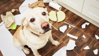 New Free Course - Six Simple Steps to Solving Dog Behavior Problems