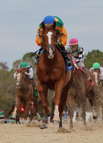 Classic causeway on the field for the Tampa Vịnh Bay Derby