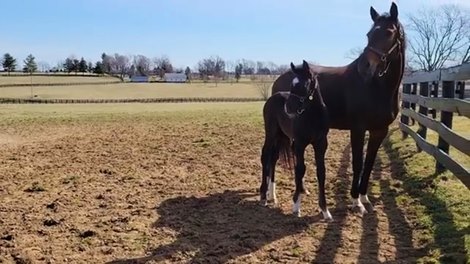 Watch the Volatile Colt Everyone Is Talking About - Video -