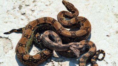 How Boa Constrictors Can Breathe Even When They Crush Their Prey