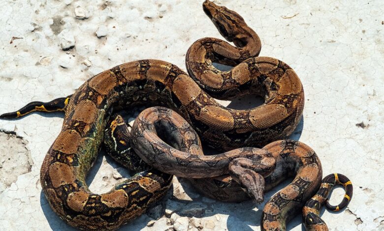 How Boa Constrictors Can Breathe Even When They Crush Their Prey