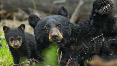 Washington Fish & Wildlife Commission rejects rule establishing permanent spring bear hunt