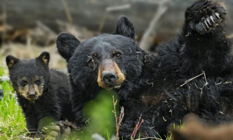 Washington Fish & Wildlife Commission rejects rule establishing permanent spring bear hunt