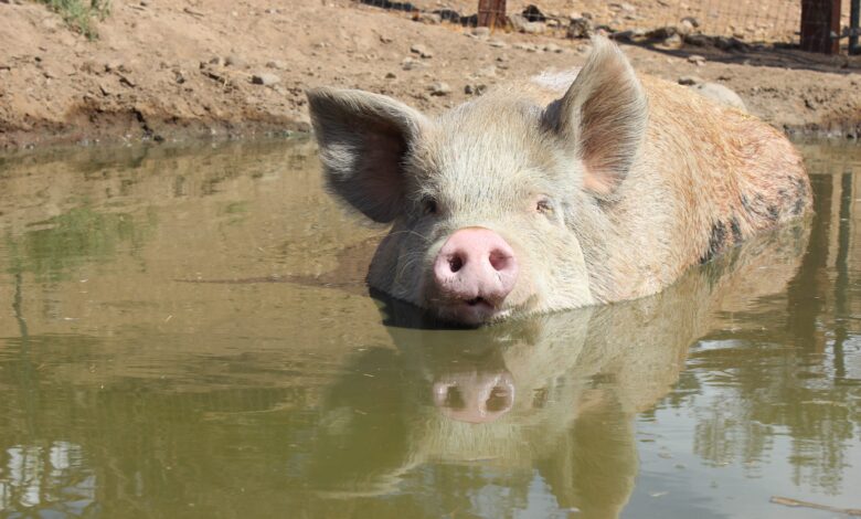 National Pig Day: Celebrate Pigs at Farm Sanctuary