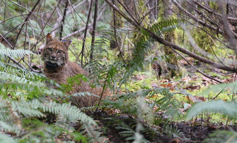 Báo cáo Mới đề xuất Khoa học đáng tin cậy đang hướng dẫn việc đếm, săn bắn và quản lý mèo rừng ở miền Tây Hoa Kỳ
