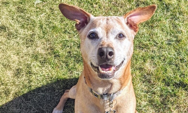 Everything You Need to Know About Loving a Senior Dog