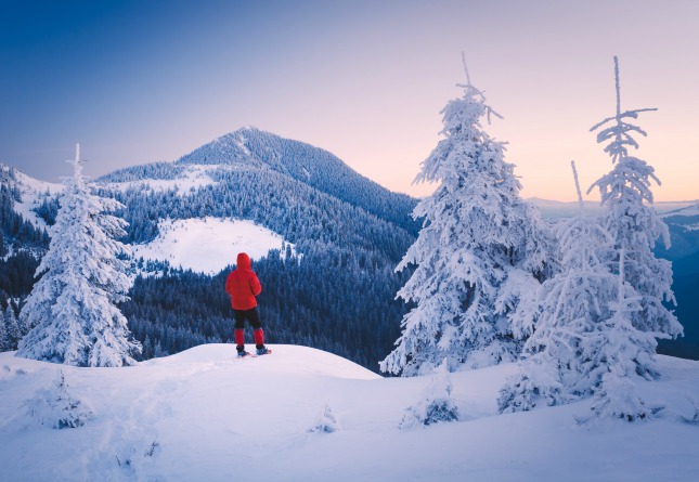 Person standing on snowy peak next to snow-covered pine tree