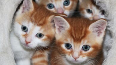 The best pet supplies and tips for kittens and puppies (2022)