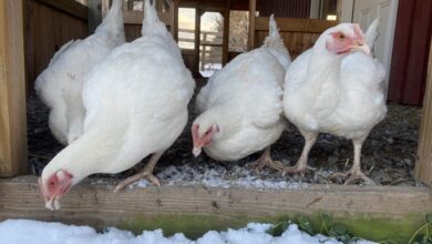 Lemondrop, Cottonball and Friends: 41 Chickens Rescued From Two NYC Crisis