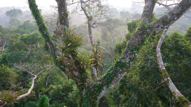 Flora, fauna and sometimes flash... Amazon Jungle Trip, Part II «Joe McNally Photography
