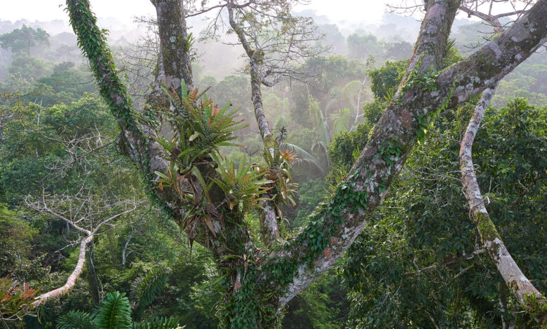 Flora, fauna and sometimes flash... Amazon Jungle Trip, Part II «Joe McNally Photography