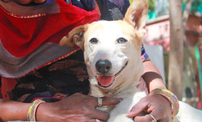 Injured so badly that emergency surgery was the only chance for this street dog.