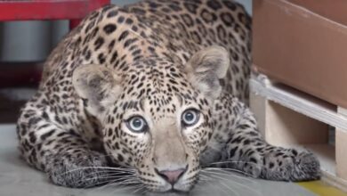 Leopard walks in, shuts down a Mercedes-Benz factory