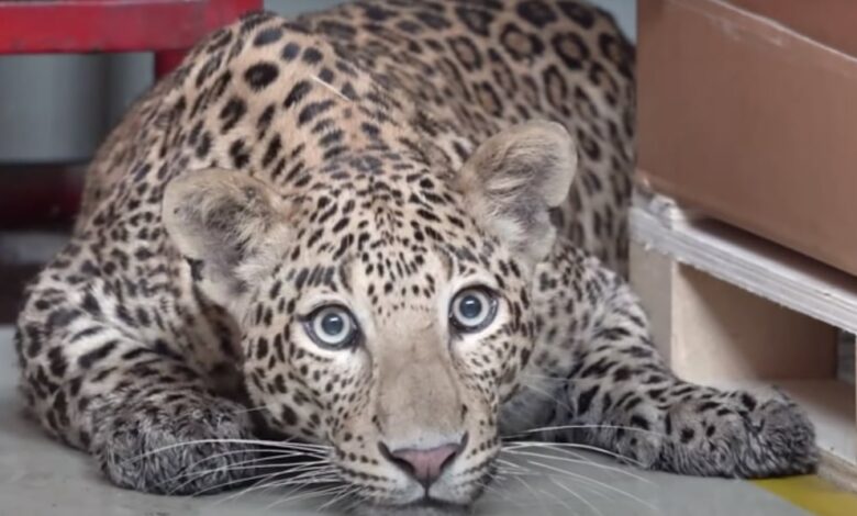 Leopard walks in, shuts down a Mercedes-Benz factory