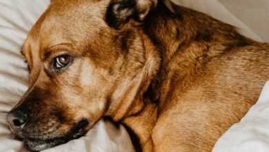 My dog ​​has a systemic infection.  So what now?!?