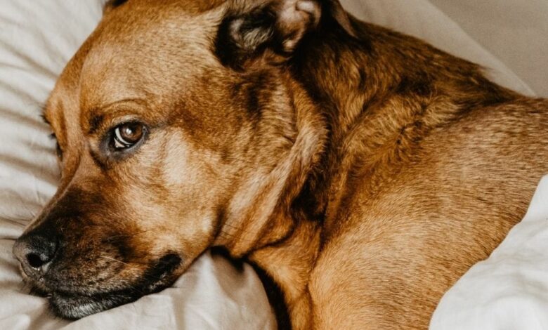 My dog ​​has a systemic infection.  So what now?!?