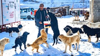 Behind a farm's mission to protect the Strays Of Spiti