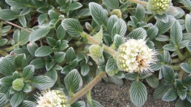 Rare sand dune plant in Oregon, California proposed for Endangered Species Act