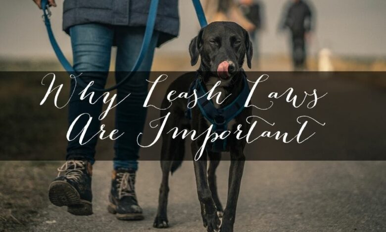 Why is the leash law important?