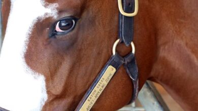 Magnier Lands Justify Colt $1.1M on sale at The Gulfstream