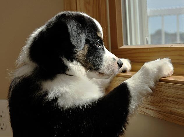 How to help pets relieve separation anxiety