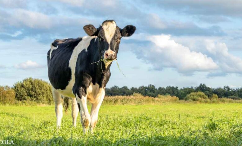 FDA gives green light to genetically modified cattle