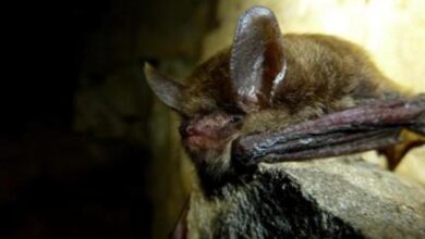 Northern long-eared bat proposed to protect endangered species