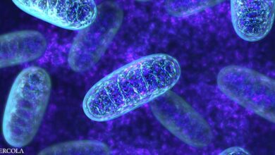 Top tips for optimizing your mitochondrial health