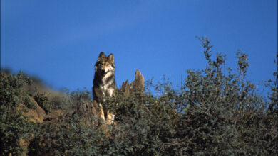 The Mexican gray wolf sees a small increase in numbers but is still on the verge of extinction