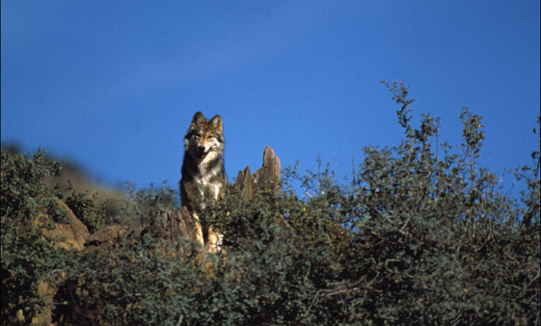 The Mexican gray wolf sees a small increase in numbers but is still on the verge of extinction