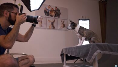 What you need to know to take great pet photos