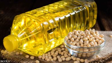 Soybean oil can cause irreversible changes in your brain