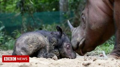 Rare Sumatran rhinoceros gives birth after 8 miscarriages
