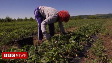 MPs warn agricultural labor shortages could mean price hikes