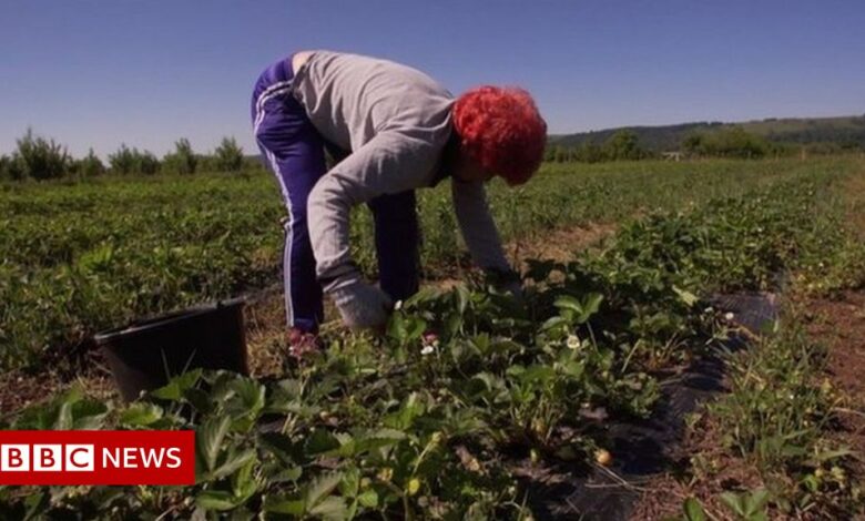 MPs warn agricultural labor shortages could mean price hikes