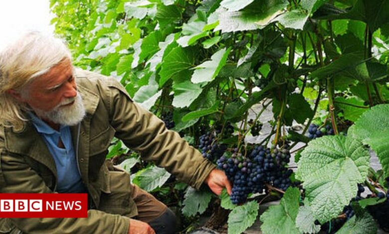 Climate change: 'We're making wine in Norway'