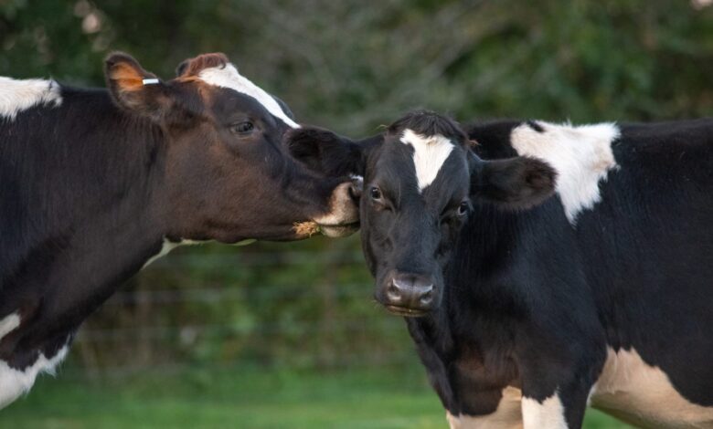 Celebrate our friends at Farm Sanctuary: Happy National Farm Animals Day!