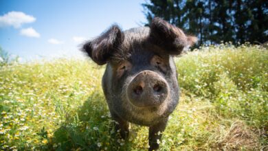 From Solitude to Sanctuary: Missy Pig finds her place