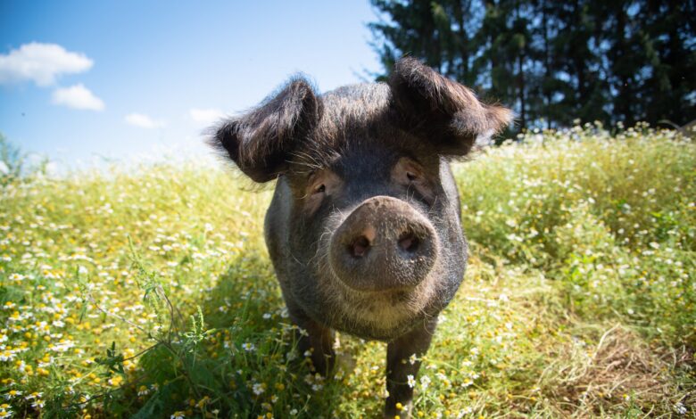 From Solitude to Sanctuary: Missy Pig finds her place