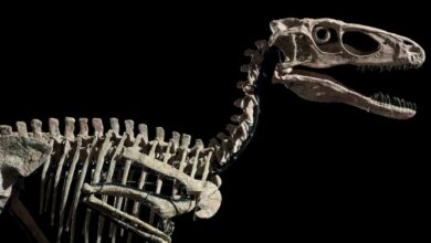 Christie's Sells A Dinosaur That Inspired 'Jurassic Park' Raptor