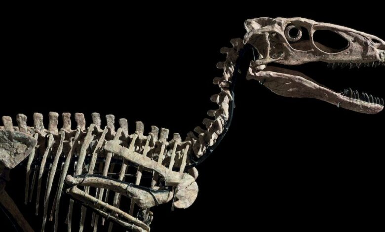Christie's Sells A Dinosaur That Inspired 'Jurassic Park' Raptor