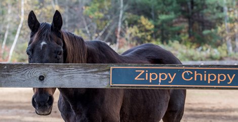 Racing's 'loveliest loser' Zippy Chippy dies aged 31