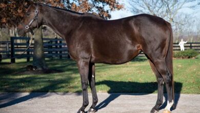 Miss India was named Kentucky Broodmare of the Year